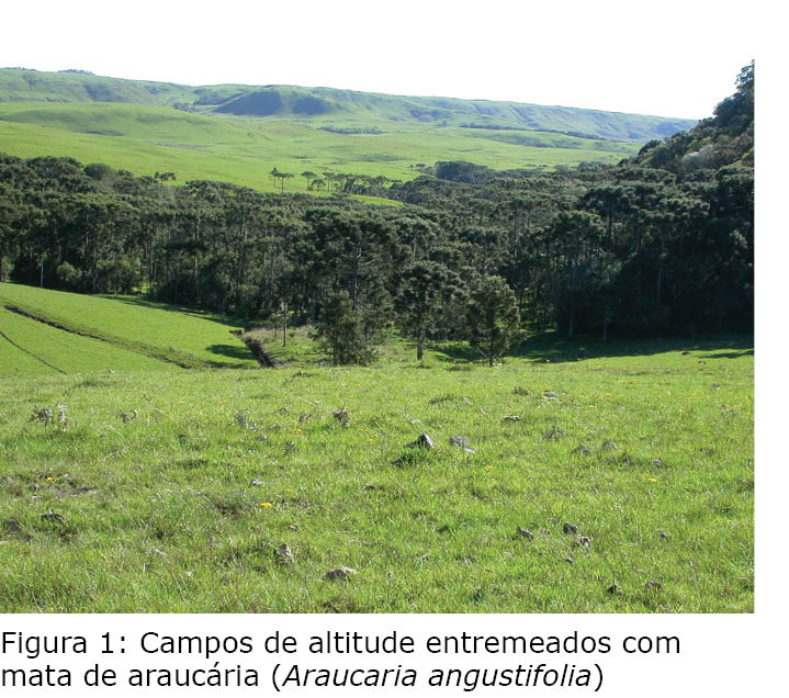 Campos do Sul